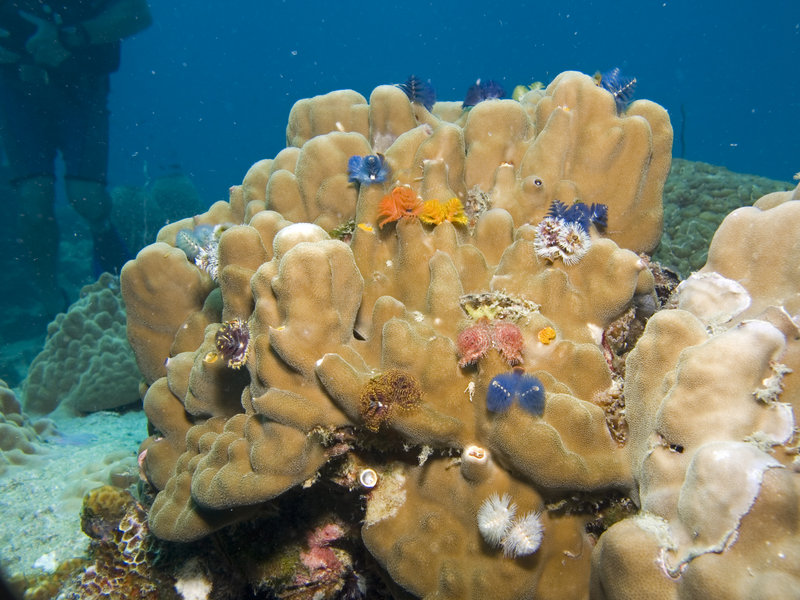 Christmas Tree Worm, Hard Coral, White
      Rock